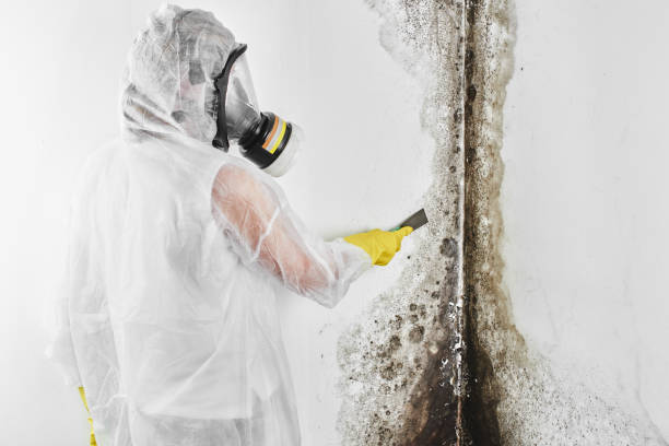 Best Affordable Mold Removal  in Bells, TX