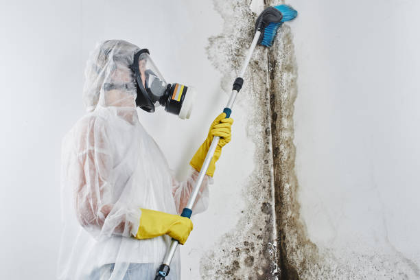 Best Certified Mold Removal  in Bells, TX