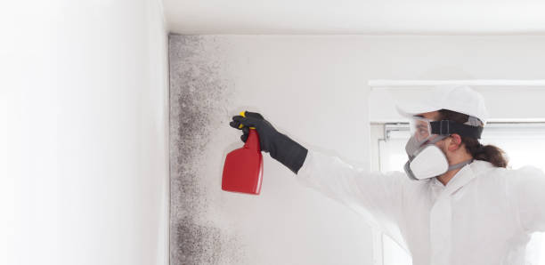 Professional Mold Removal in Bells, TX