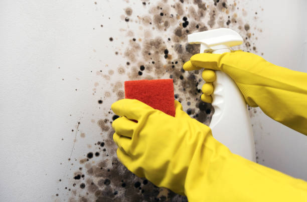 Best Residential Mold Removal  in Bells, TX