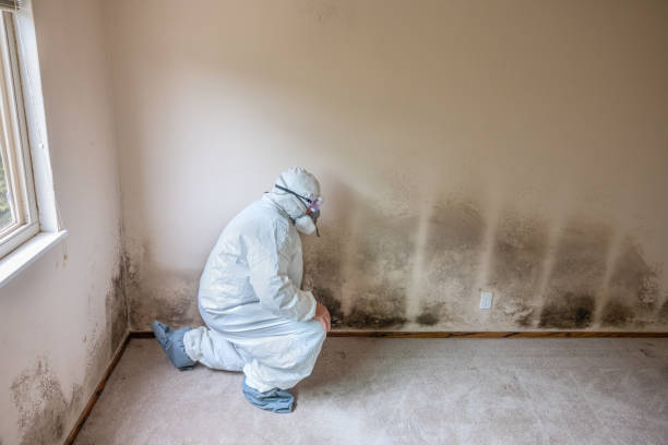 Mold Removal Process in Bells, TX