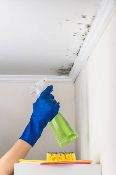 Best Mold Remediation  in Bells, TX